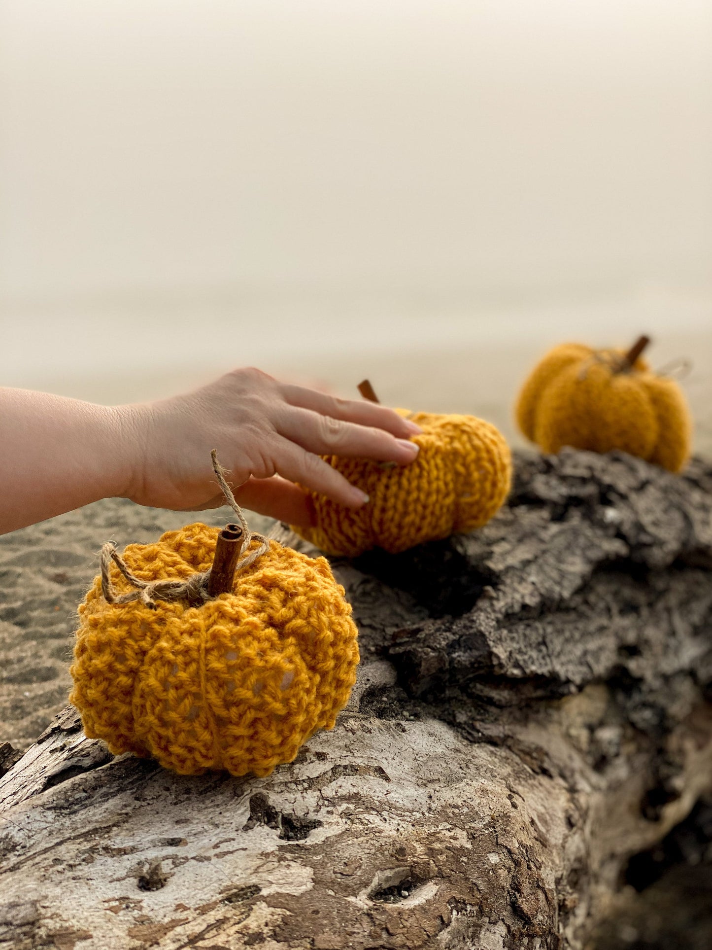 Coastal Gold Mini Pumpkins