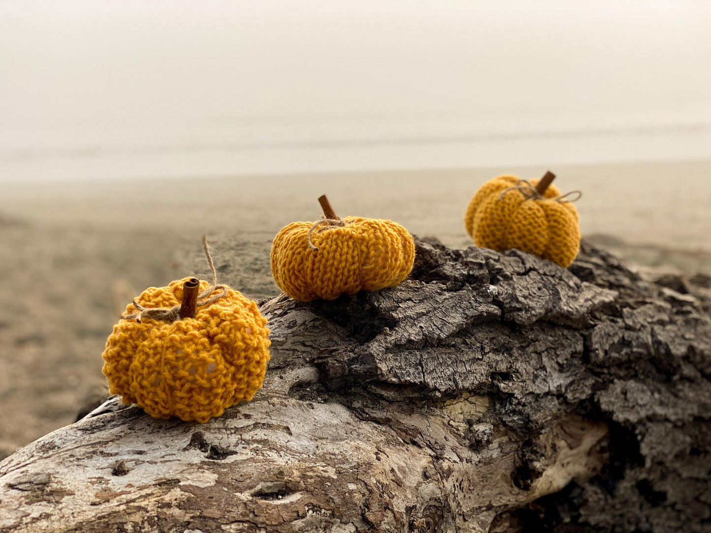 Coastal Gold Mini Pumpkins