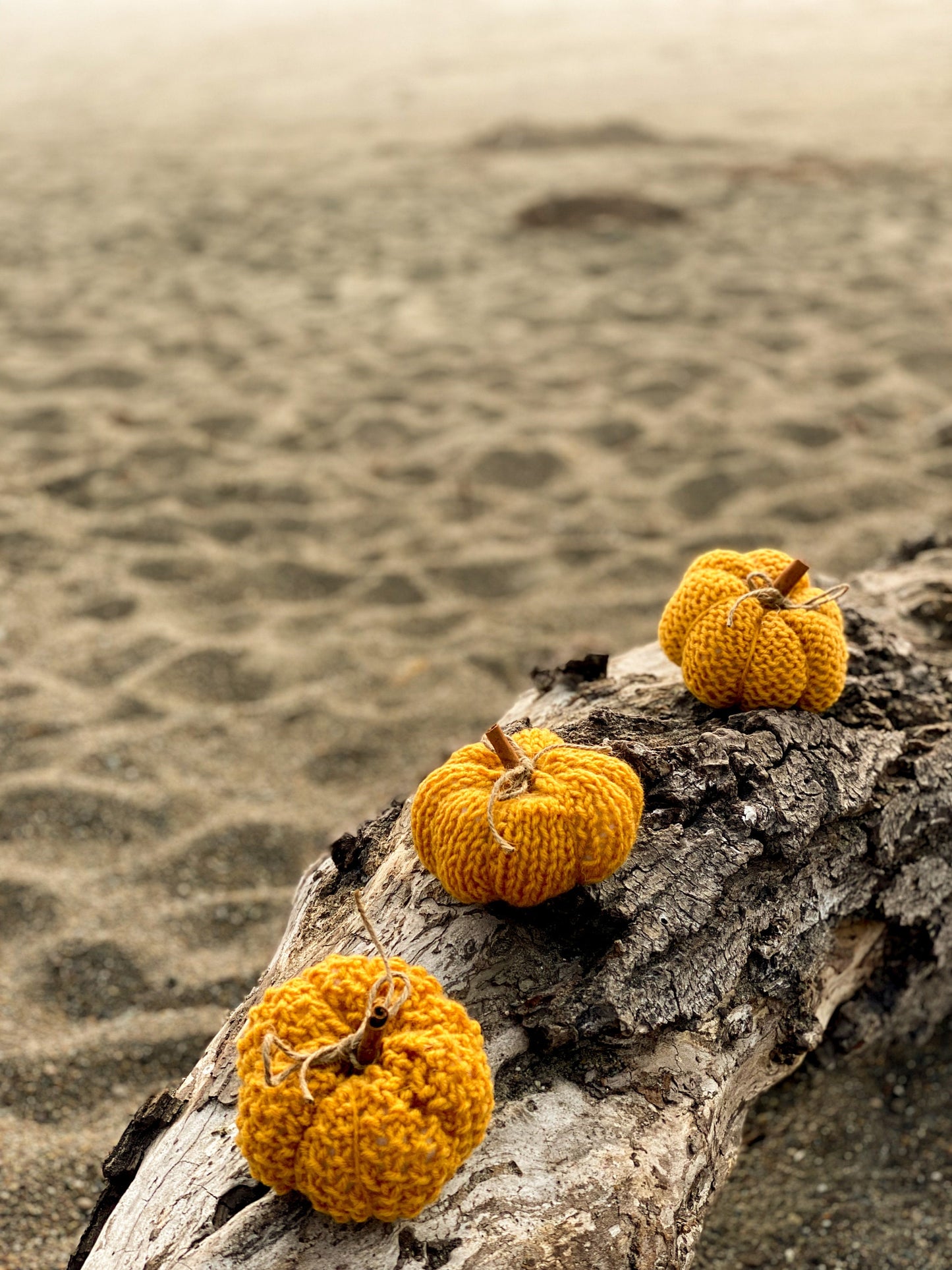 Coastal Gold Mini Pumpkins