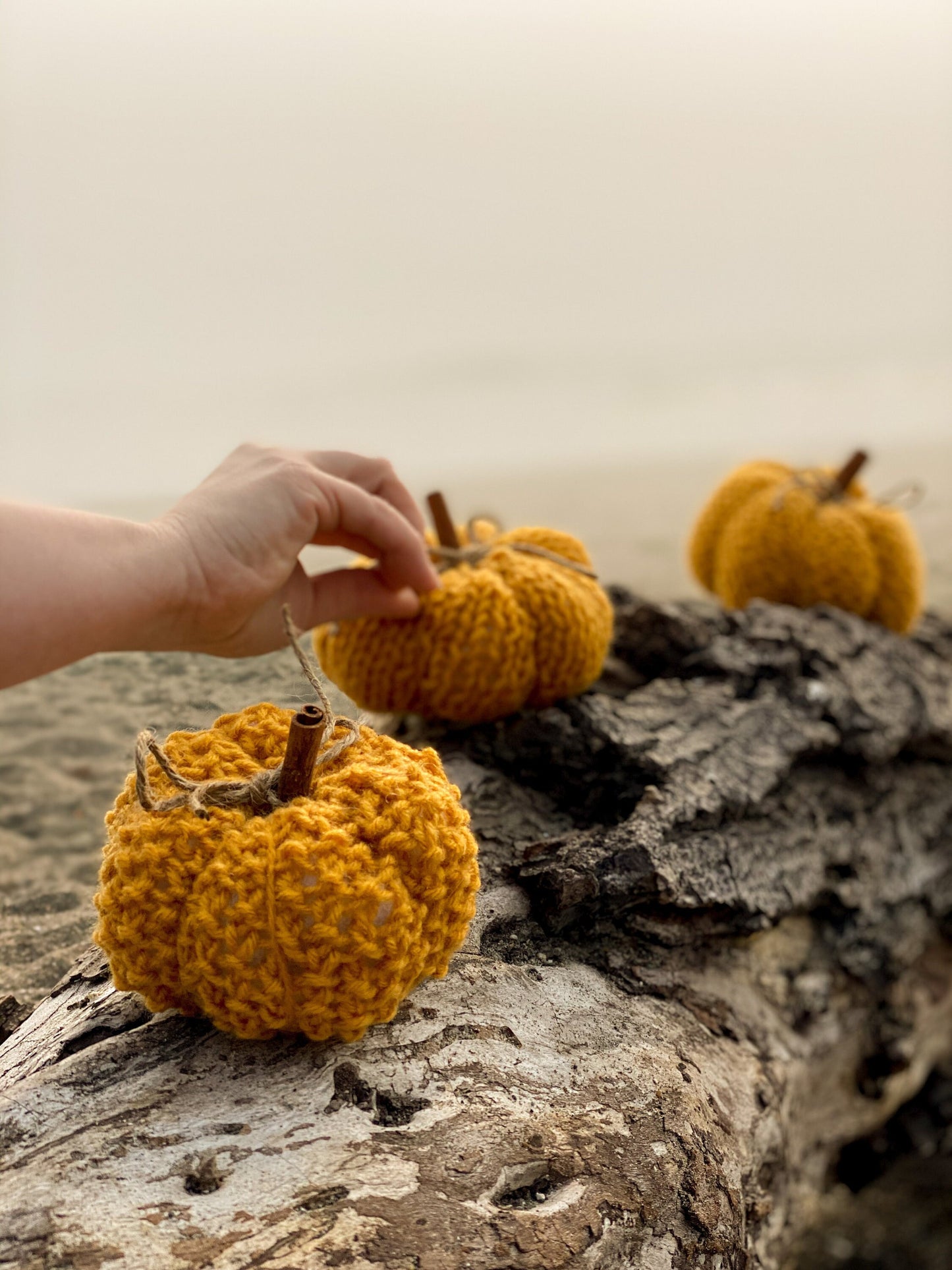 Coastal Gold Mini Pumpkins